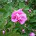 Sadnice - ruže: MAJSKA RUZA - Rosa damascena 1 god., slika2